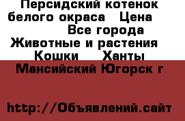 Персидский котенок белого окраса › Цена ­ 35 000 - Все города Животные и растения » Кошки   . Ханты-Мансийский,Югорск г.